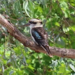 Dacelo novaeguineae (Laughing Kookaburra) at Tuggeranong DC, ACT - 28 Feb 2020 by RodDeb