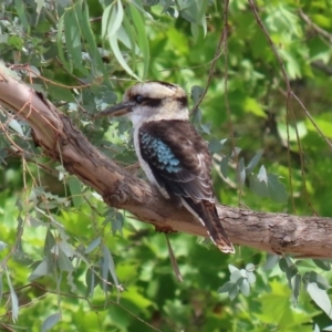 Dacelo novaeguineae at Tuggeranong DC, ACT - 28 Feb 2020