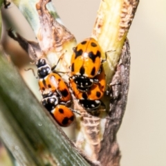 Hippodamia variegata (Spotted Amber Ladybird) at Greenway, ACT - 28 Feb 2020 by SWishart