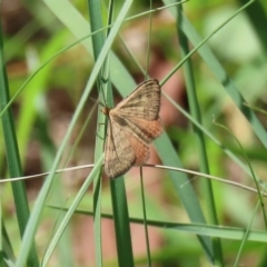 Scopula rubraria (Reddish Wave, Plantain Moth) at Gordon, ACT - 28 Feb 2020 by RodDeb