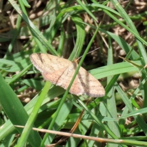 Scopula rubraria at Gordon, ACT - 28 Feb 2020