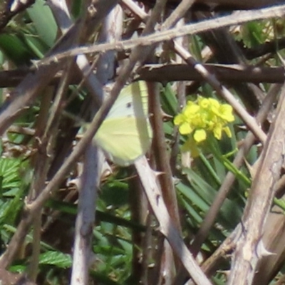 Pieris rapae (Cabbage White) at Tuggeranong DC, ACT - 28 Feb 2020 by RodDeb