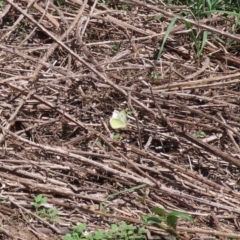 Pieris rapae at Tuggeranong DC, ACT - 28 Feb 2020