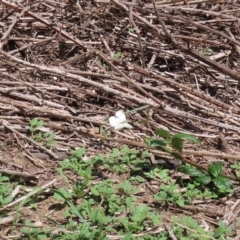 Pieris rapae at Tuggeranong DC, ACT - 28 Feb 2020