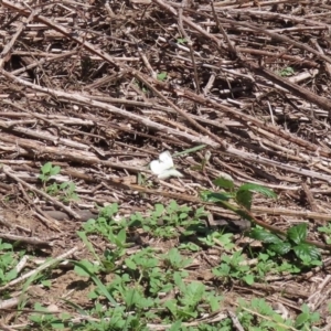 Pieris rapae at Tuggeranong DC, ACT - 28 Feb 2020