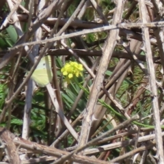 Pieris rapae at Tuggeranong DC, ACT - 28 Feb 2020