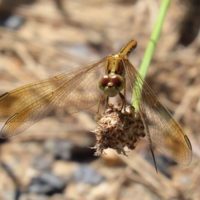 Diplacodes haematodes (Scarlet Percher) at Tuggeranong DC, ACT - 28 Feb 2020 by RodDeb