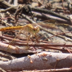 Diplacodes haematodes at Tuggeranong DC, ACT - 28 Feb 2020