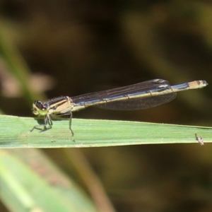 Ischnura heterosticta at Gordon, ACT - 28 Feb 2020 12:17 PM