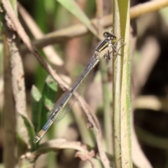 Ischnura heterosticta at Gordon, ACT - 28 Feb 2020