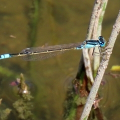 Ischnura heterosticta (Common Bluetail Damselfly) at Gordon, ACT - 28 Feb 2020 by RodDeb