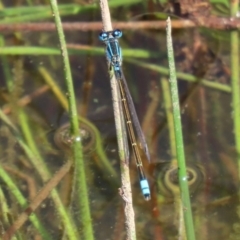 Ischnura heterosticta at Gordon, ACT - 28 Feb 2020