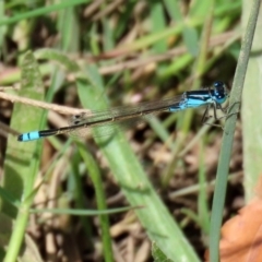 Ischnura heterosticta at Gordon, ACT - 28 Feb 2020