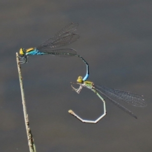 Pseudagrion aureofrons at Gordon, ACT - 28 Feb 2020