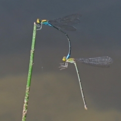 Pseudagrion aureofrons at Gordon, ACT - 28 Feb 2020 12:42 PM