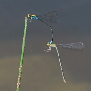 Pseudagrion aureofrons at Gordon, ACT - 28 Feb 2020