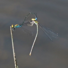 Pseudagrion aureofrons at Gordon, ACT - 28 Feb 2020 12:42 PM