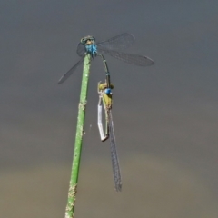 Pseudagrion aureofrons at Gordon, ACT - 28 Feb 2020 12:42 PM