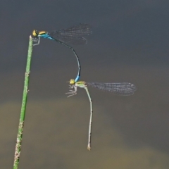 Pseudagrion aureofrons at Gordon, ACT - 28 Feb 2020 12:42 PM