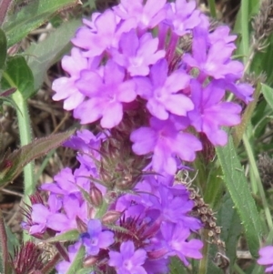 Verbena rigida var. rigida at Majors Creek, NSW - 29 Feb 2020 03:31 PM