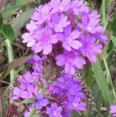 Verbena rigida var. rigida (Veined Verbena) at Majors Creek, NSW - 29 Feb 2020 by RobParnell