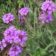 Verbena rigida var. rigida at Majors Creek, NSW - 29 Feb 2020 03:31 PM