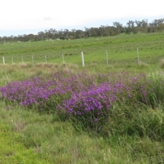 Verbena rigida var. rigida at Majors Creek, NSW - 29 Feb 2020 03:31 PM