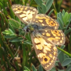 Oreixenica orichora (Spotted Alpine Xenica) at Kosciuszko National Park, NSW - 25 Feb 2020 by RobParnell