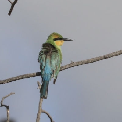 Merops ornatus (Rainbow Bee-eater) at Weetangera, ACT - 26 Feb 2020 by Alison Milton