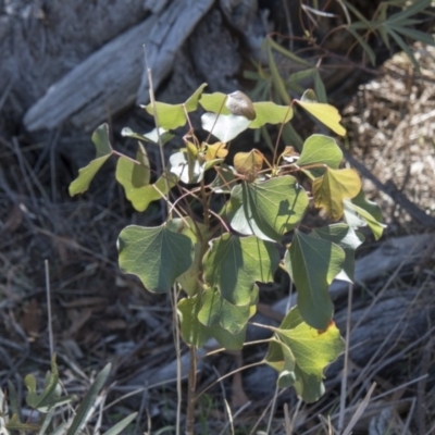 Brachychiton populneus subsp. populneus (Kurrajong) at Dunlop, ACT - 26 Feb 2020 by AlisonMilton