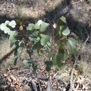 Brachychiton populneus subsp. populneus at Hawker, ACT - 27 Feb 2020