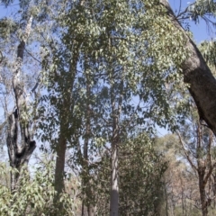 Brachychiton populneus subsp. populneus (Kurrajong) at Hawker, ACT - 27 Feb 2020 by AlisonMilton
