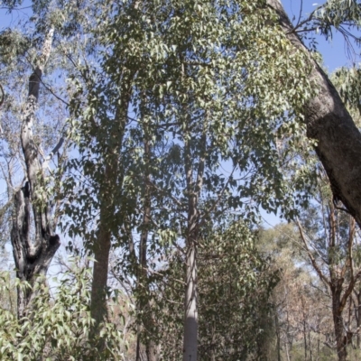 Brachychiton populneus subsp. populneus (Kurrajong) at Hawker, ACT - 27 Feb 2020 by AlisonMilton