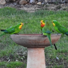 Polytelis swainsonii (Superb Parrot) at Wanniassa, ACT - 29 Feb 2020 by JohnBundock