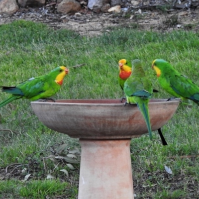 Polytelis swainsonii (Superb Parrot) at Wanniassa, ACT - 29 Feb 2020 by JohnBundock