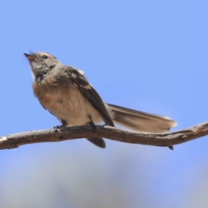 Rhipidura albiscapa at Dunlop, ACT - 27 Feb 2020