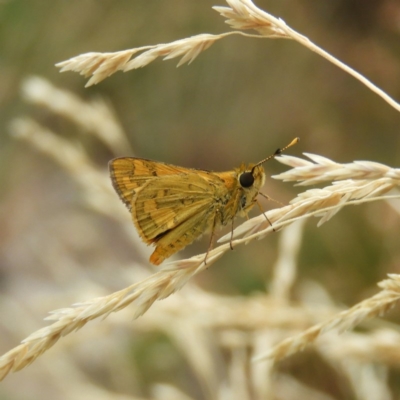 Ocybadistes walkeri (Green Grass-dart) at Kambah, ACT - 14 Feb 2020 by MatthewFrawley