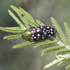 Diphucrania leucosticta (White-flecked acacia jewel beetle) at Hawker, ACT - 26 Feb 2020 by AlisonMilton