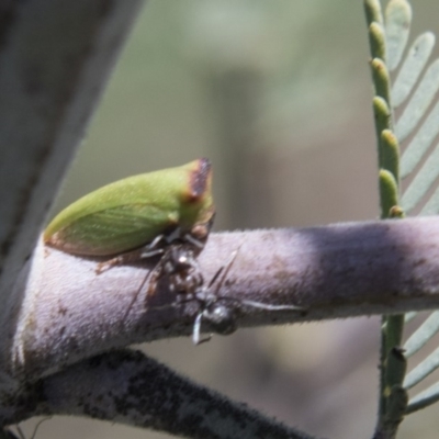 Sextius virescens (Acacia horned treehopper) at Hawker, ACT - 26 Feb 2020 by AlisonMilton