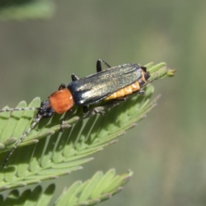 Chauliognathus tricolor at Hawker, ACT - 27 Feb 2020