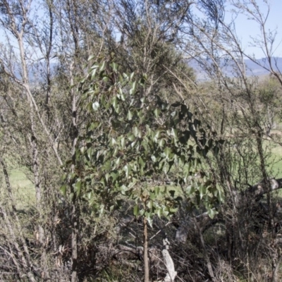 Brachychiton populneus subsp. populneus (Kurrajong) at Hawker, ACT - 26 Feb 2020 by AlisonMilton