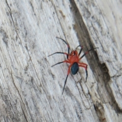 Nicodamidae (family) at Cotter River, ACT - 29 Feb 2020