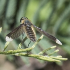 Comptosia sp. (genus) (Unidentified Comptosia bee fly) at Hawker, ACT - 26 Feb 2020 by AlisonMilton
