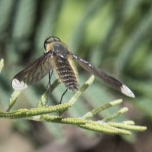 Comptosia sp. (genus) at Hawker, ACT - 27 Feb 2020