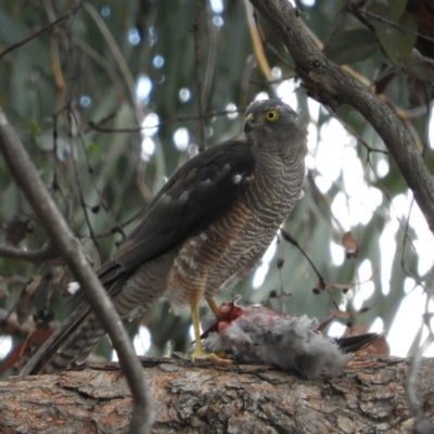 Accipiter cirrocephalus (Collared Sparrowhawk) at Kambah, ACT - 16 Feb 2020 by MatthewFrawley