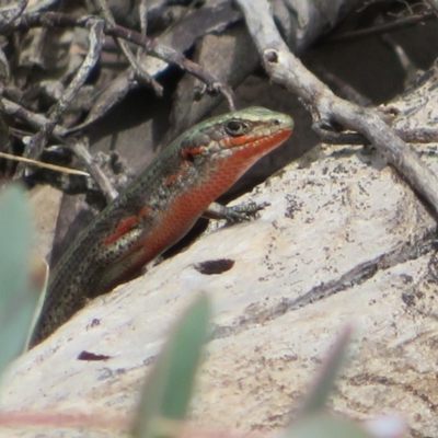 Pseudemoia entrecasteauxii (Woodland Tussock-skink) at Cotter River, ACT - 29 Feb 2020 by Christine