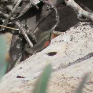 Pseudemoia entrecasteauxii at Cotter River, ACT - 29 Feb 2020