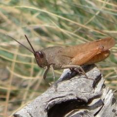 Goniaea australasiae (Gumleaf grasshopper) at Cotter River, ACT - 29 Feb 2020 by Christine