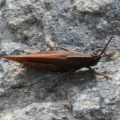 Goniaea australasiae at Cotter River, ACT - 29 Feb 2020