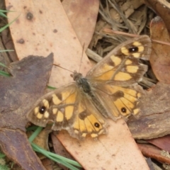 Geitoneura klugii (Marbled Xenica) at Cotter River, ACT - 29 Feb 2020 by Christine